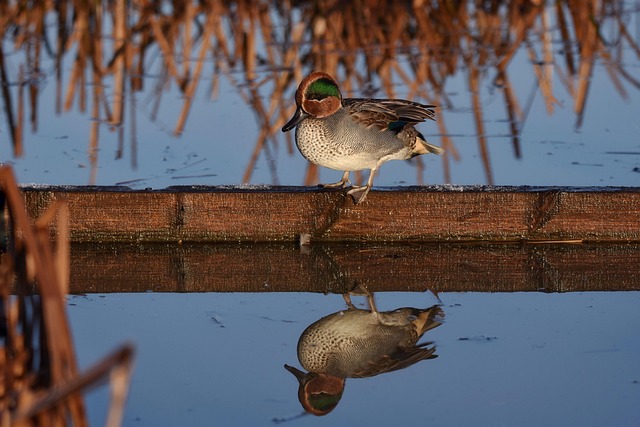 decorative pond circulation seasonal mode winter profile equipment teal gold no people